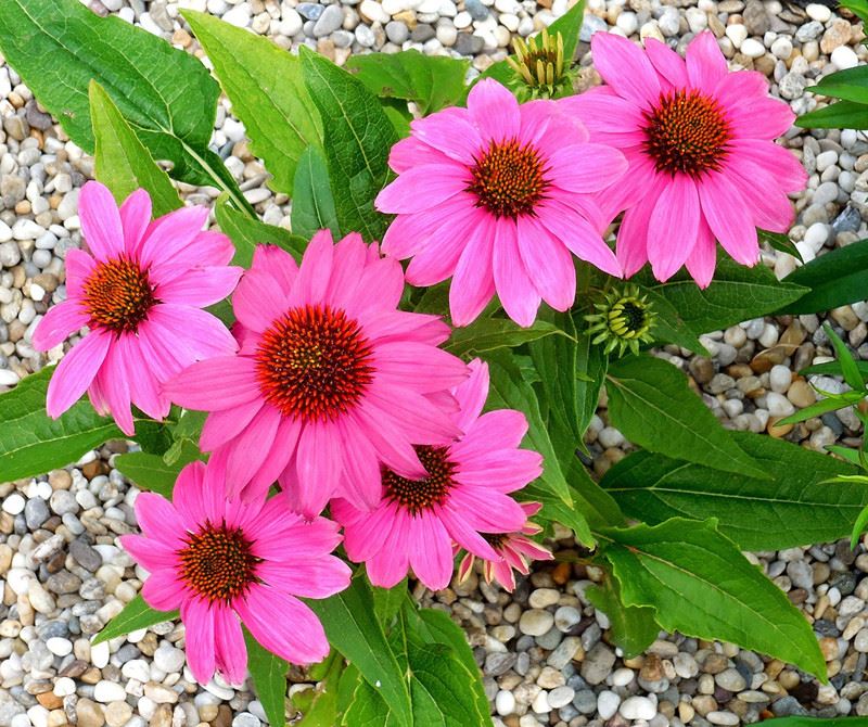 echinacea flower echinacea flower