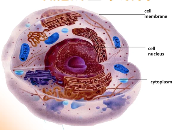 cell cell